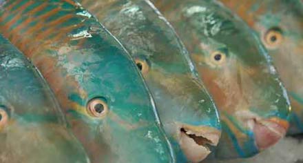 Exoten Meerbarbenfilet